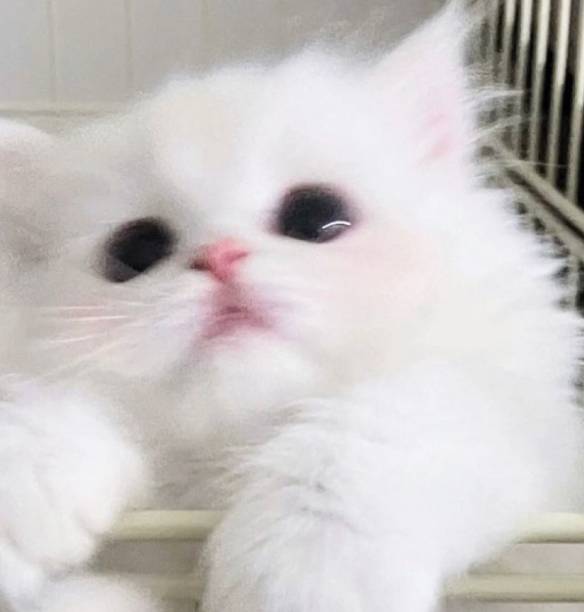 Pink Photo Widget ideas[7zAVI7YblLK6vOHuaTKj]
