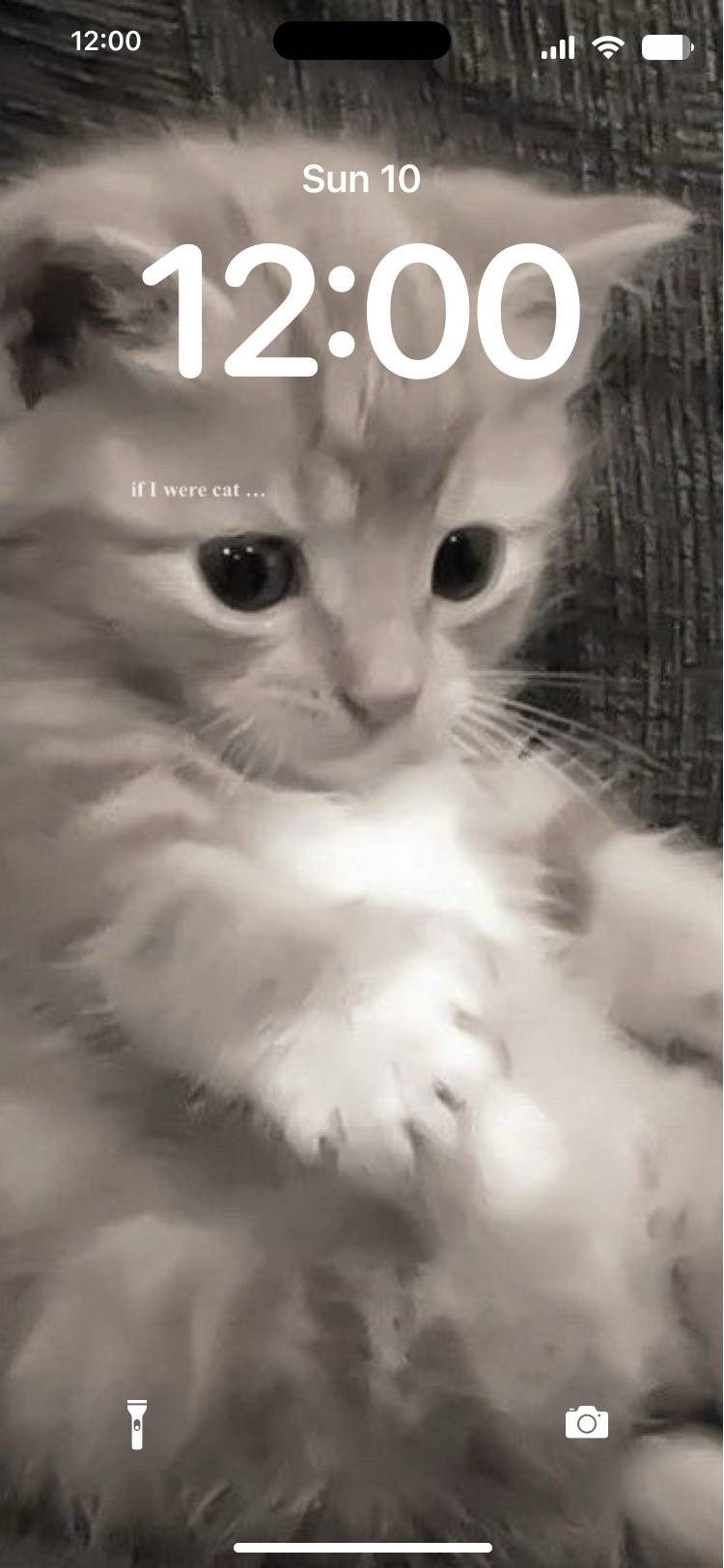 cute cat Lezárási képernyő[U5I4l1uajcGnDAyV825K]