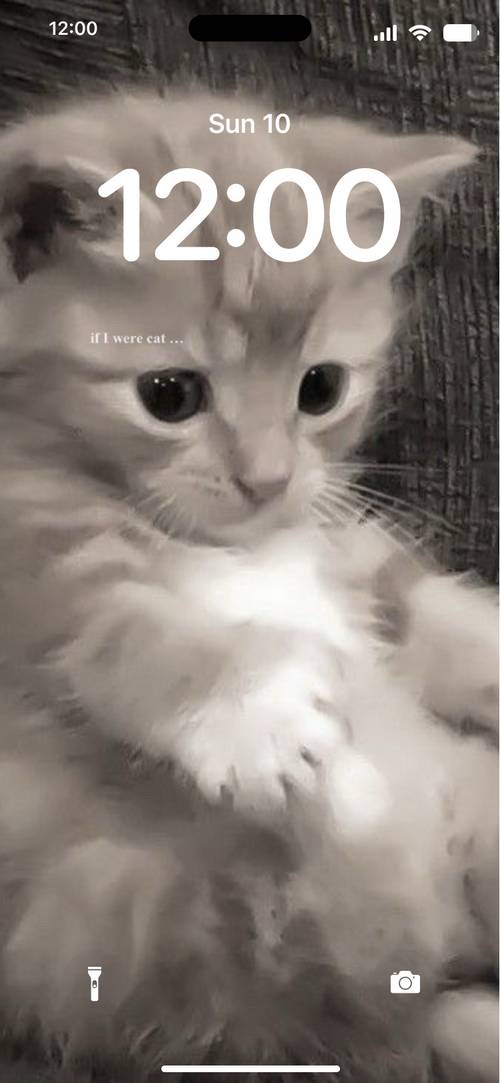 cute cat鎖屏[U5I4l1uajcGnDAyV825K]