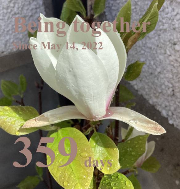 magnolia widget記念日ウィジェット[PEesk29CvQffXRFMzVCF]