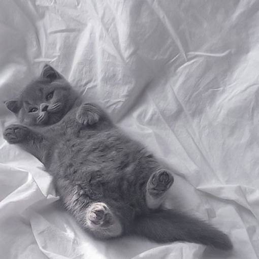 gray cat Fotografija Ideje za pripomočke[wxCUoYlGzHaSrBobcloB]