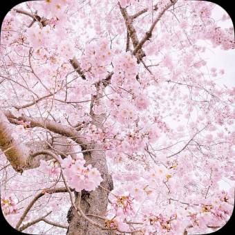 Pink Photo Widget ideas[freexhRocqAQtmAMQy5t]