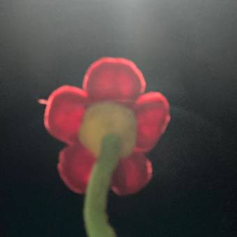 お花🌸 รูปถ่าย แนวคิดวิดเจ็ต[4h3m9DlExifpyGKg4kjX]