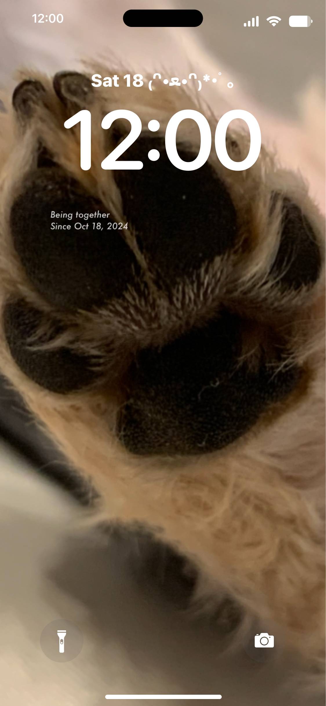 🐾BLACK肉球🐾 Blocca schermo[1CD3ySzuQlNFx6OTCx4E]