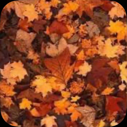 Fall Photo Widget ideas[aiKyl7moQ0khqt9z15rY]