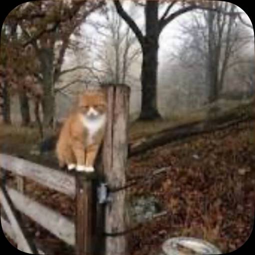 Fall Photo Widget ideas[aiKyl7moQ0khqt9z15rY]