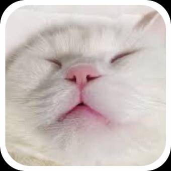 Pretty Photo Widget ideas[ihSiEHRyvzzcEM0epNHn]
