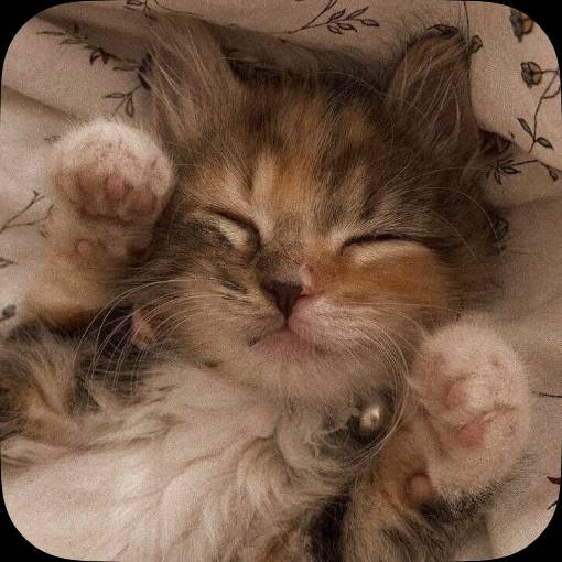 Photo Widget ideas[3KYkCTma42zY2g0zuVfI]