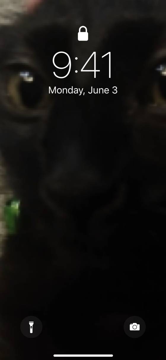 可愛い猫チャンایده های صفحه اصلی[y7BB1pFVdsAt8PP4gzU2]