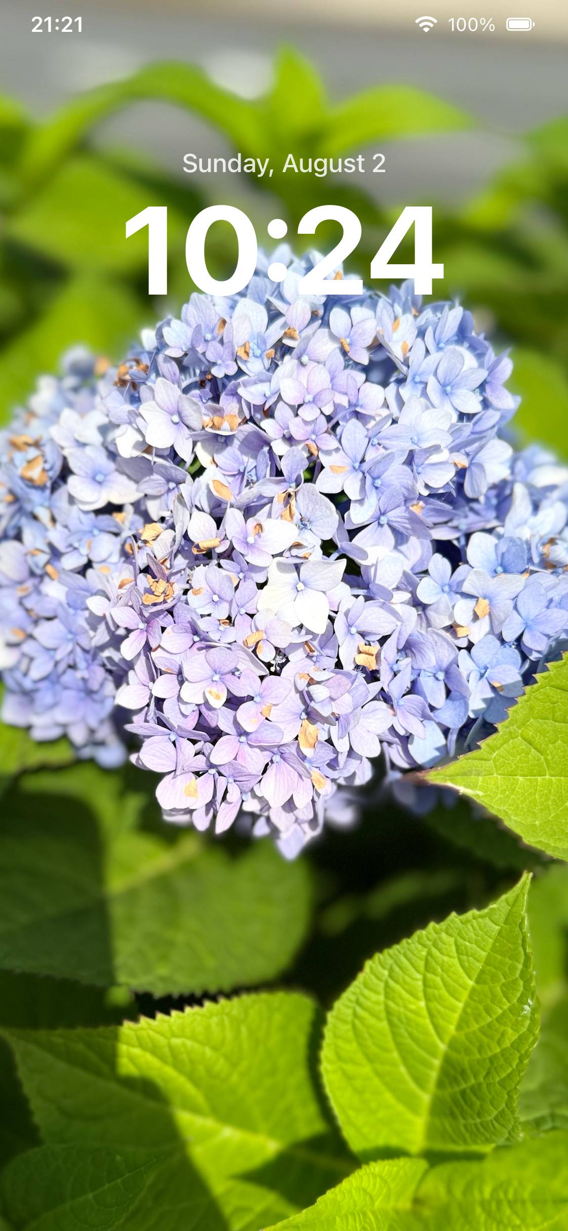 Summer bloomingایده های صفحه اصلی[N5qCjwzmlRJoGPu7pqBy]
