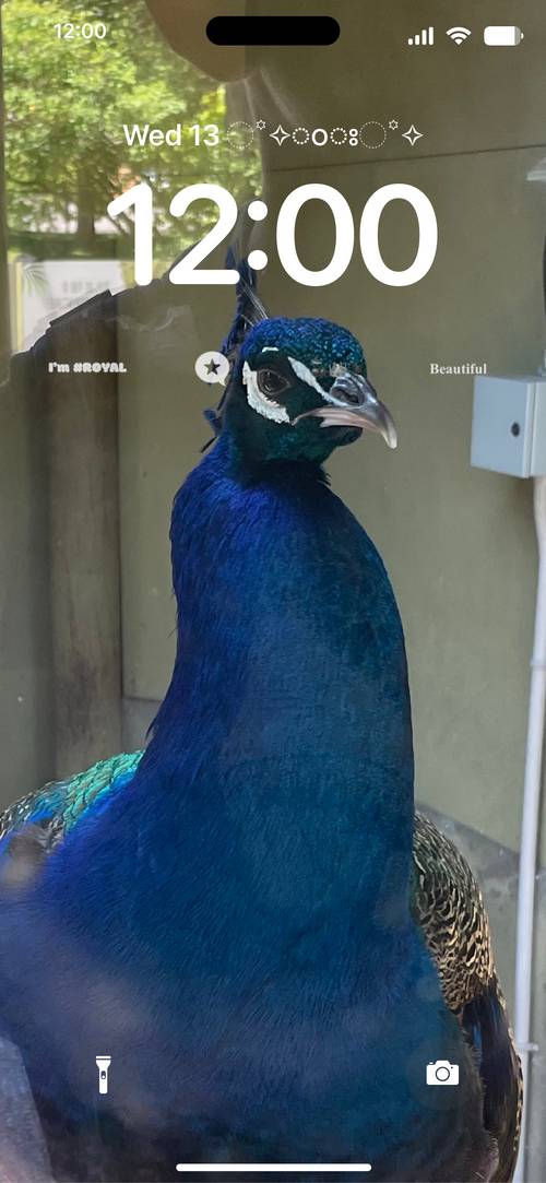 Peacock RoyalZaključani zaslon[TgIT8ZaGELukVhKsh7zo]