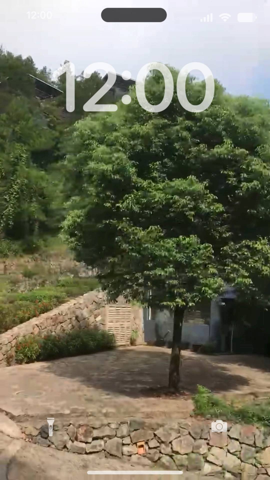 SWAG TREE :D 라이브 배경 화면[orGD1OaT7DmtQXdYWeta]