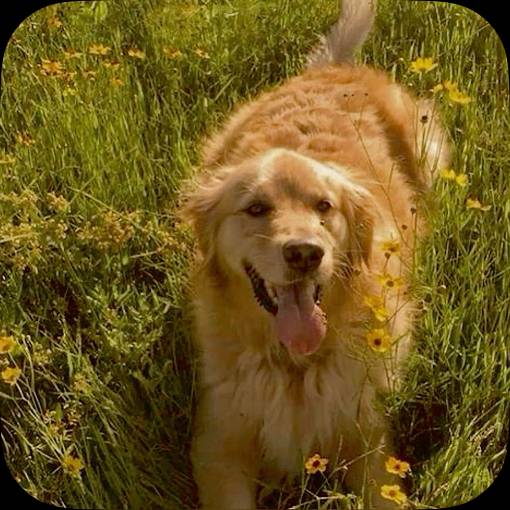 Simple Photo Widget ideas[NGostuLlsxaCbV9npKeS]