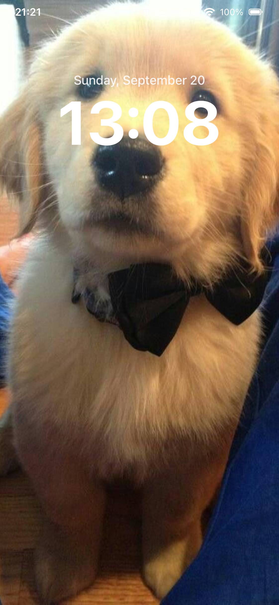 golden retrieverHome Screen ideas[NGostuLlsxaCbV9npKeS]