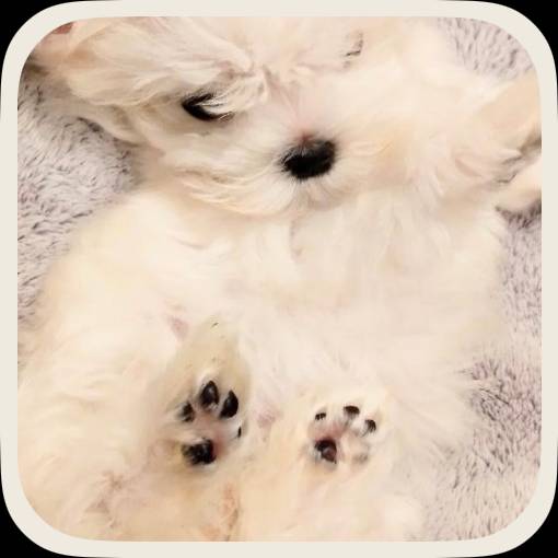 Simple Photo Widget ideas[Dl1KBzOfRGwdllbO4L34]