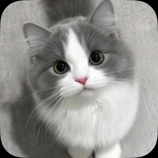 Pretty Photo Widget ideas[Mpgdn0MdXzPbFT3Wp8y4]