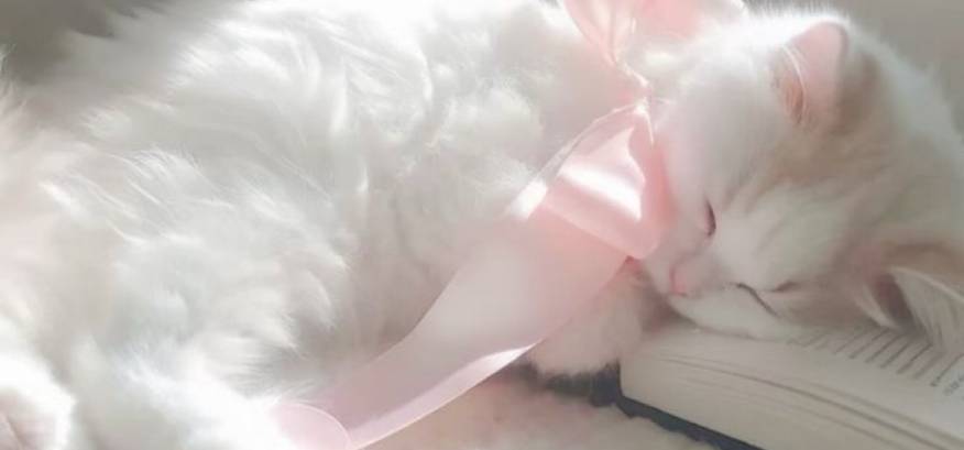 Pretty Photo Widget ideas[mjyVK5v0nKdFFvb7wiG4]