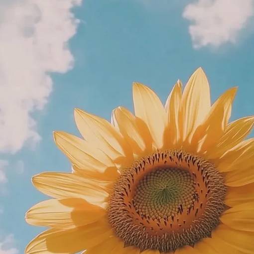 Summer Photo Widget ideas[GpPgTzqpLhccjGk1pw3S]