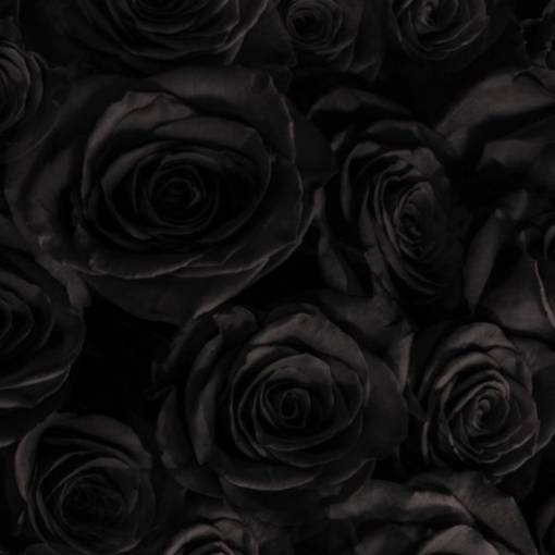 roses Photo Widget [HRoWXCYfBaAKmCMZgkD0] for iPhone & Android by ...