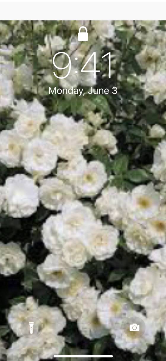 white roseایده های صفحه اصلی[30lnQb7LhS76yRKZRQvK]