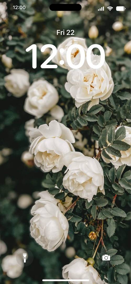 White RosesLåsskärm[AgrMvs89yFUfNFn2Rstw]