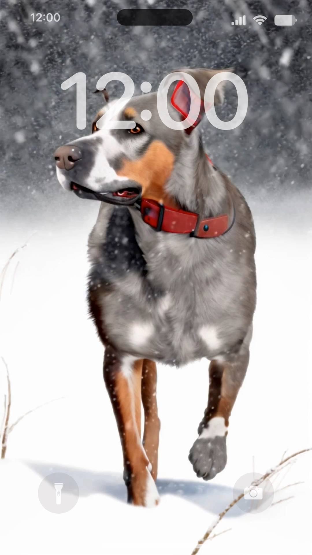 Dog in snowy day