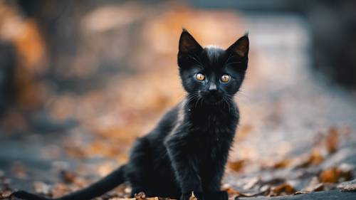 A black kitten with a piercing gaze, a symbol of the emo culture.