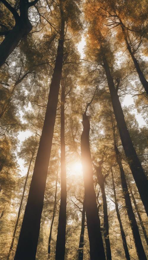 Uma vista aérea da copa da floresta com os raios do sol poente filtrando-se, incendiando as pontas das árvores.