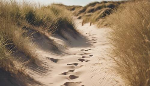 Un hermoso camino de arena a través de dunas que conduce a una playa idílica y escondida en un cálido día de verano.