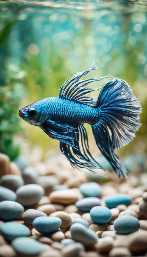Maleńka, niebiesko-niebieska rybka Betta, samotna w małym, designerskim akwarium z ozdobnymi kamyczkami.