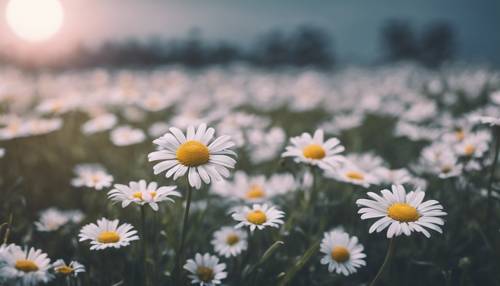 A cool-toned view of a daisy field under the soft light of a full moon. Tapetai [6a65fe61676b48258b7e]
