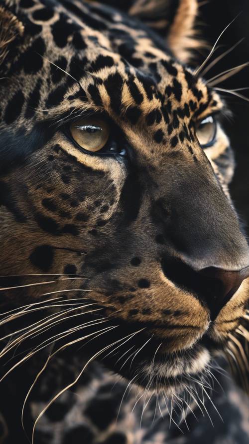 Uma imagem em close da pelagem de um leopardo preto, enfatizando o padrão complexo de rosetas escuras.