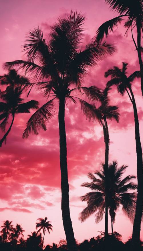 A pink and red tropical sunset with palm trees silhouetted against the sky.
