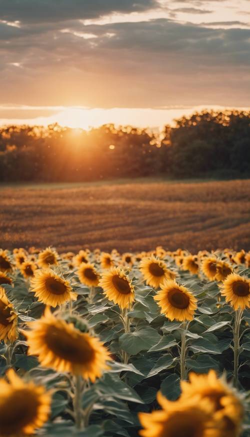 Ladang bunga matahari saat matahari terbenam, menampilkan esensi gaya boho.
