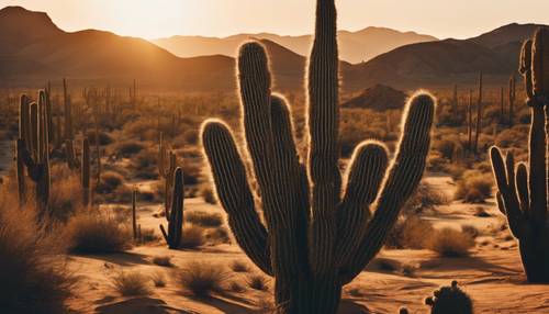 Dramatic desert landscape at sundown with towering cacti casting long summer shadows and a radiant sunset in the background.