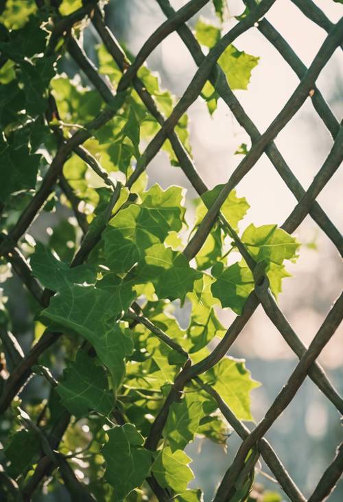 لبلاب أخضر شاب، ملتف بمحبة حول شبكة، في ضوء شمس أوائل الربيع.