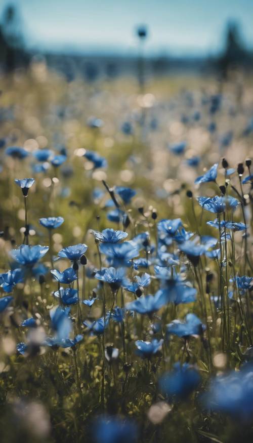 An enchanting meadow filled with countless black and blue flowers.