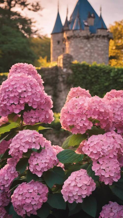 A final glimpse of a regal garden with pink hydrangeas adorning a castle wall as the sun sets.