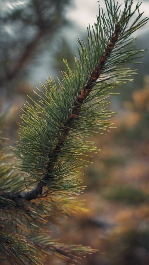Um vento tempestuoso de outono agitando as agulhas de um pinheiro solitário