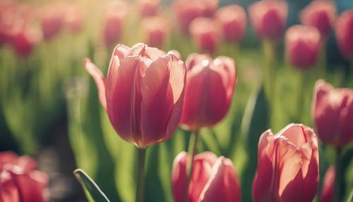 Un primer plano de un tulipán primaveral floreciendo en un día brillante y soleado.