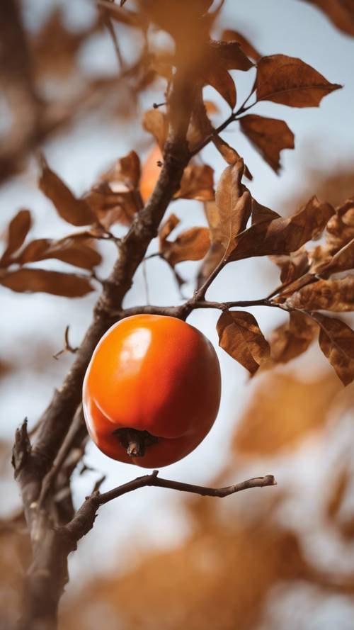 A ripe and juicy burnt-orange persimmon against a warm autumnal background.