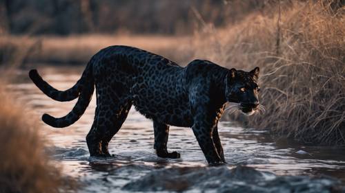 Intriguing black leopard along the banks of a river under moonlight.