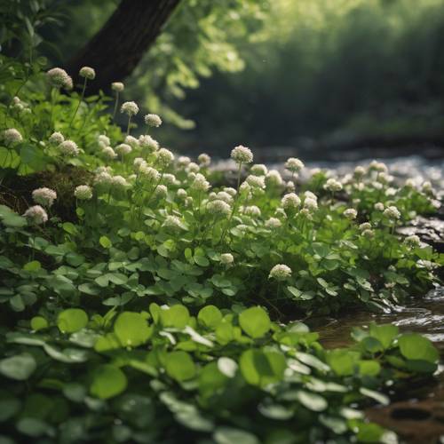 A group of clover plants flourishing near the edge of a babbling brook. Tapeta [bc4c54f683464f67b21f]