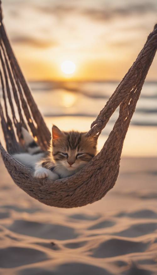Sakin bir kumsalın üzerinde güzel bir gün doğumu ve hamakta uyuyan sevimli bir kedi yavrusu.