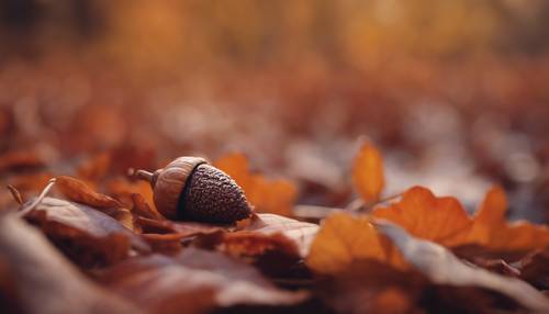 Close-up of a lonely brown acorn resting on a bed of richly colored autumn leaves, with the soft light of the setting sun.