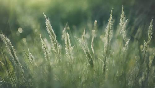 A calming abstract image, painting the winds whispering through sage green grass. Wallpaper [4942c698848a46edb127]