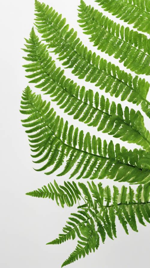 Uma composição minimalista de uma folha de samambaia em verde fresco, contra um fundo branco.