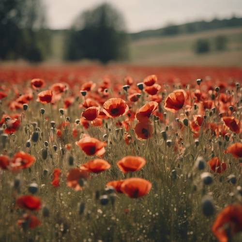 A rolling meadow filled with poppies, their brilliant red petals swaying in the light breeze.