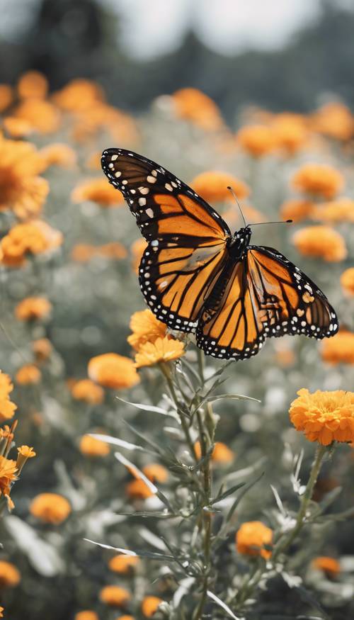 Una singola farfalla monarca posata su una tagete in fiore, scattata in stile minimalista, che enfatizza la stagione primaverile.