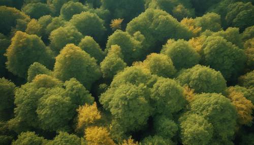 Widok z lotu ptaka na płótno lasu przedstawiające niezliczone zielone i złote liście.
